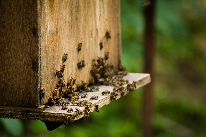 Bienenraub stellt eine ernste Gefahr für das Bienenvolk dar